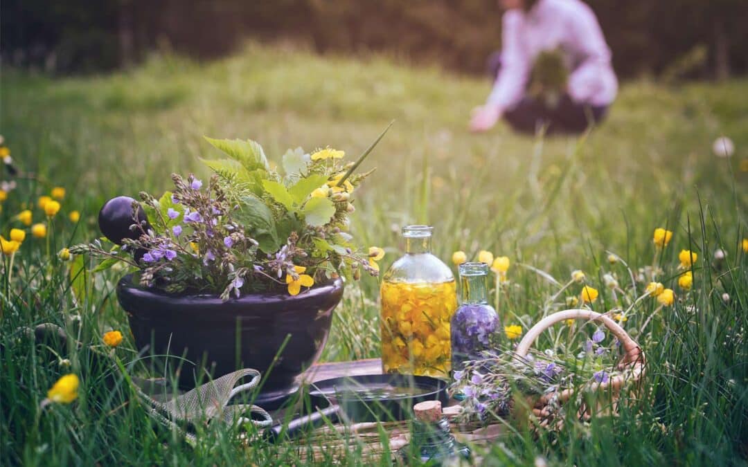 Sommerkräuter – Genuss und Wohltat